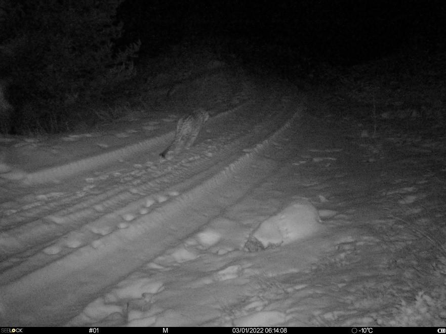 На Центральном Кавказе продолжаются работы по мониторингу леопардов