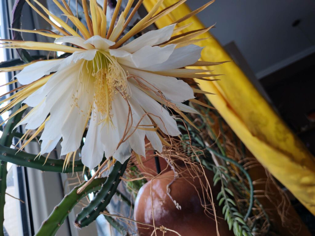 Selenicereus grandiflorus